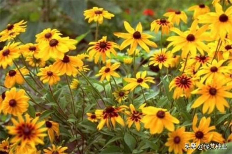 黑心菊花什么时候种最好「黑心菊花什么时候种最好活」