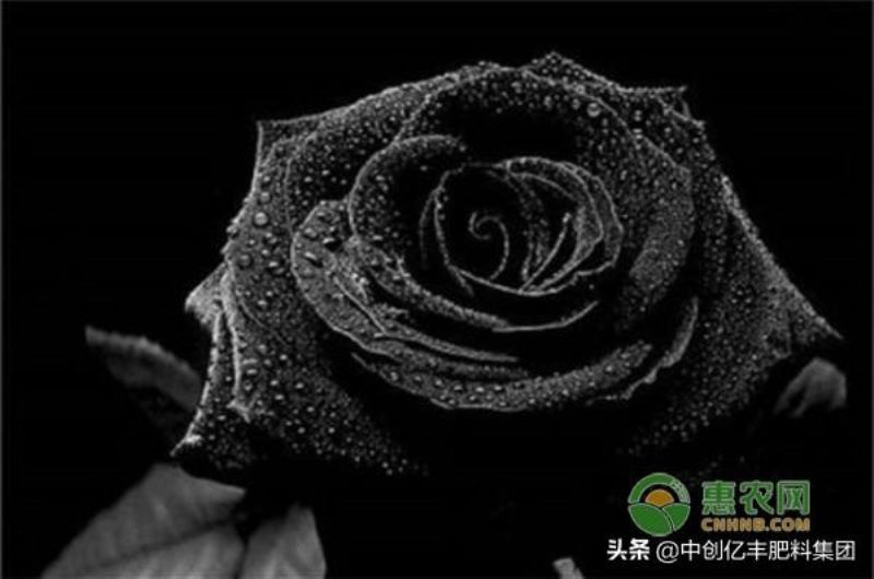 黑色玫瑰花语是什么「黑色玫瑰花语是什么意思」