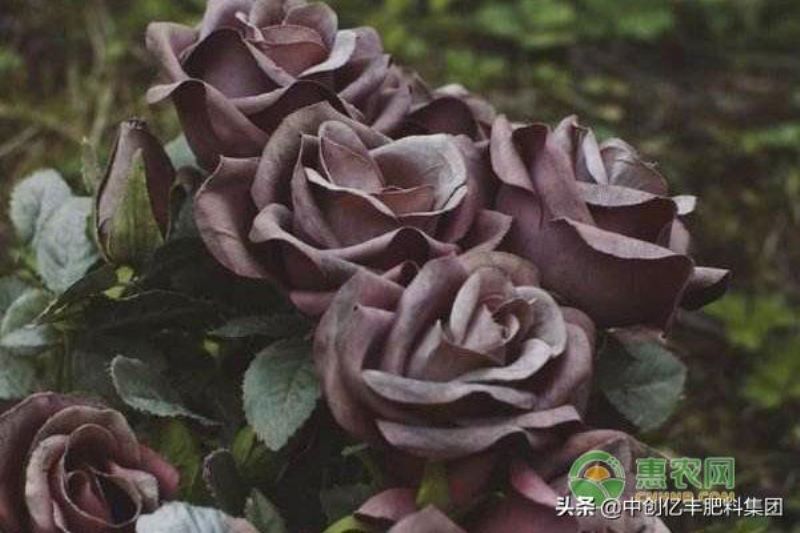 黑色玫瑰花语是什么「黑色玫瑰花语是什么意思」