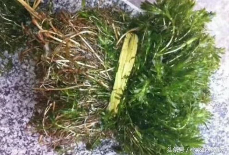 黑藻是什么植物类群「黑藻是属于什么植物」