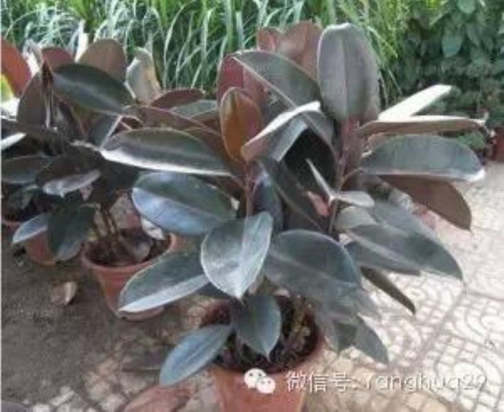 黑金刚橡皮树怎么养「黑金刚橡皮树怎么养殖方法」