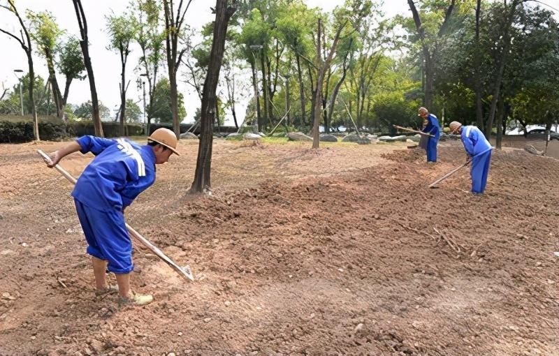 黑麦草种子怎么种植「黑麦草种子怎么种植视频」