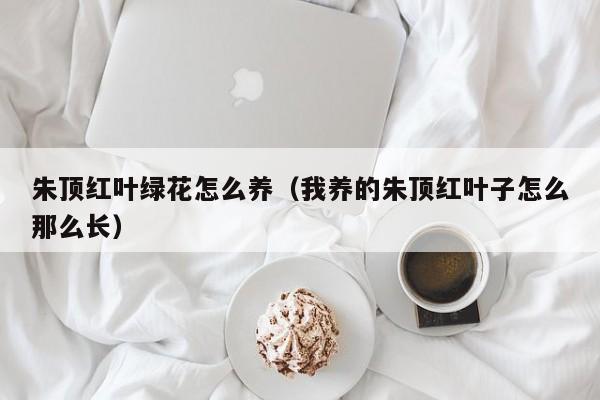 朱顶红叶绿花怎么养（我养的朱顶红叶子怎么那么长）