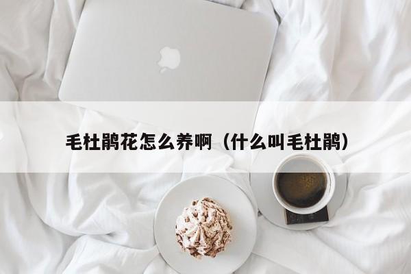 毛杜鹃花怎么养啊（什么叫毛杜鹃）