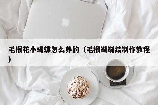 毛根花小蝴蝶怎么养的（毛根蝴蝶结制作教程）