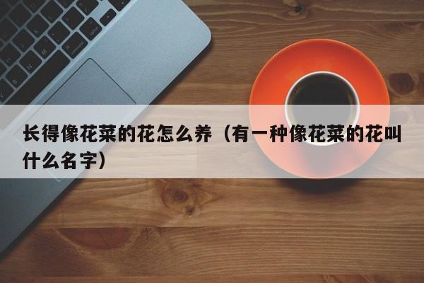 长得像花菜的花怎么养（有一种像花菜的花叫什么名字）
