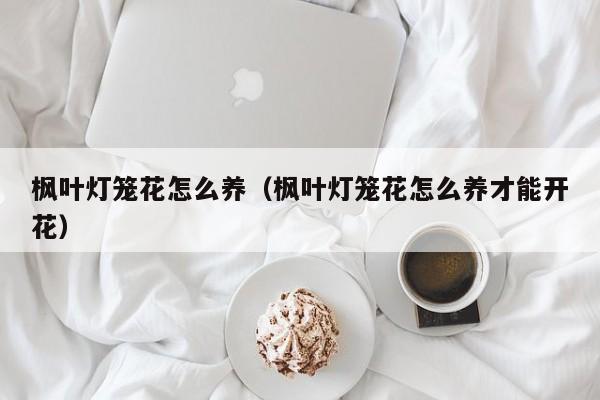 枫叶灯笼花怎么养（枫叶灯笼花怎么养才能开花）