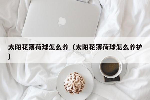 太阳花薄荷球怎么养（太阳花薄荷球怎么养护）