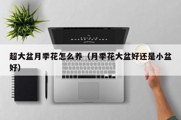 超大盆月季花怎么养（月季花大盆好还是小盆好）