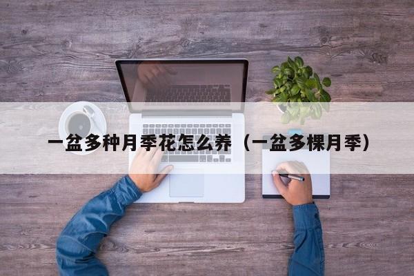 一盆多种月季花怎么养（一盆多棵月季）