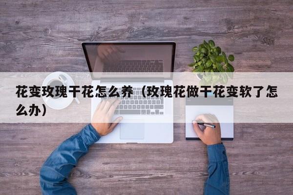 花变玫瑰干花怎么养（玫瑰花做干花变软了怎么办）