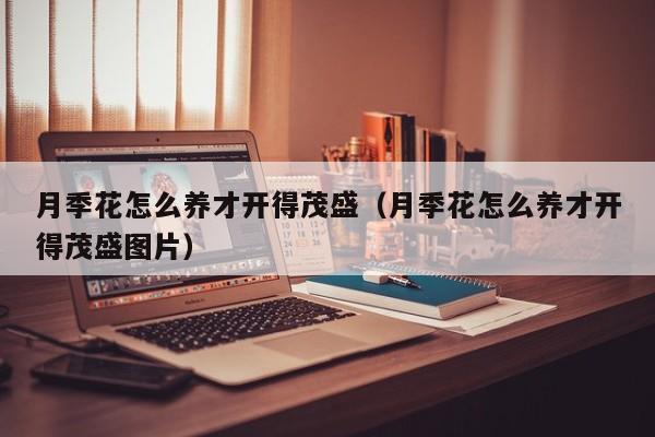 月季花怎么养才开得茂盛（月季花怎么养才开得茂盛图片）