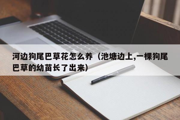 河边狗尾巴草花怎么养（池塘边上,一棵狗尾巴草的幼苗长了出来）