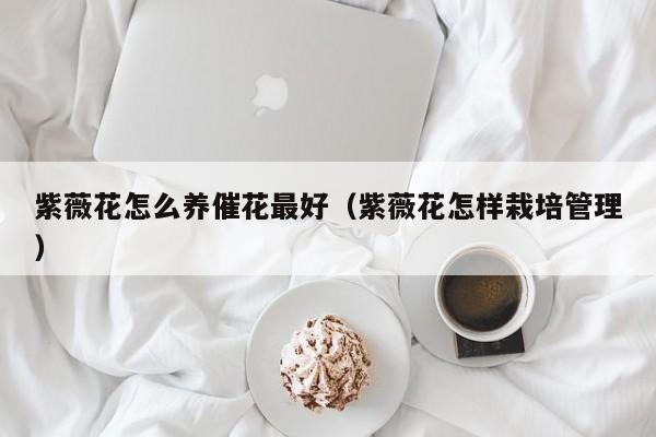 紫薇花怎么养催花最好（紫薇花怎样栽培管理）