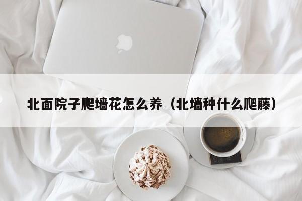 北面院子爬墙花怎么养（北墙种什么爬藤）