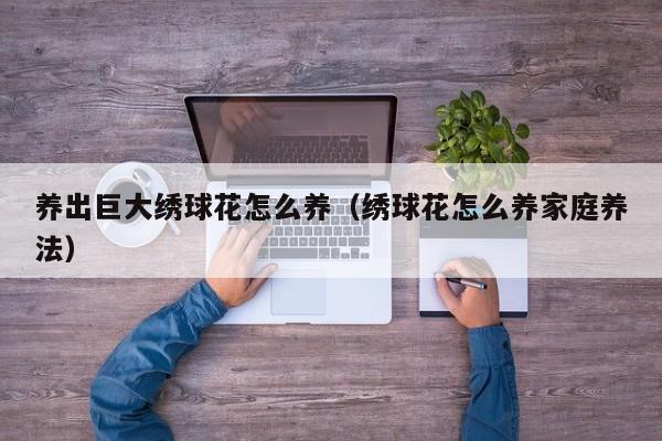 养出巨大绣球花怎么养（绣球花怎么养家庭养法）