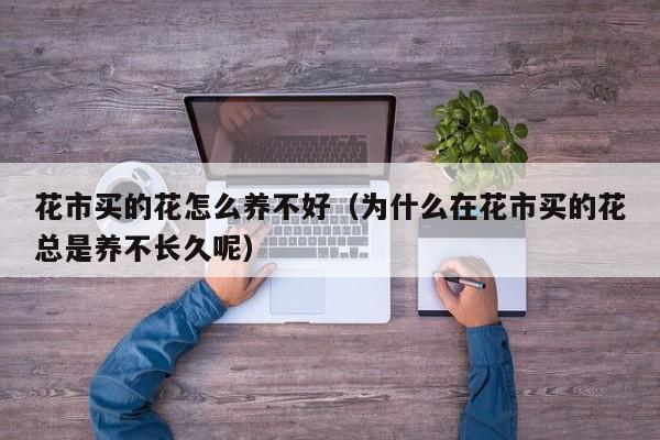 花市买的花怎么养不好（为什么在花市买的花总是养不长久呢）