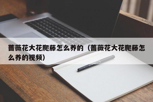 蔷薇花大花爬藤怎么养的（蔷薇花大花爬藤怎么养的视频）
