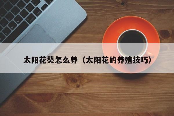 太阳花葵怎么养（太阳花的养殖技巧）