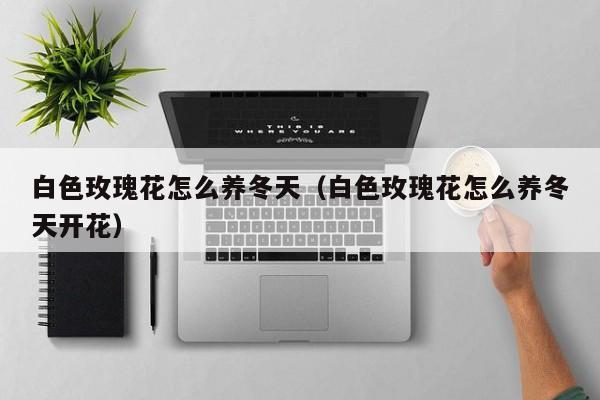 白色玫瑰花怎么养冬天（白色玫瑰花怎么养冬天开花）