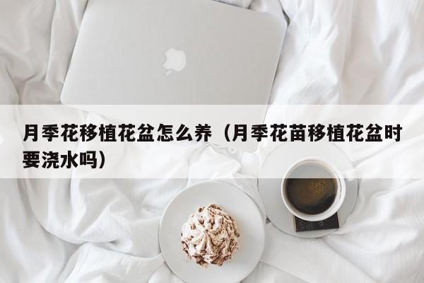 月季花移植花盆怎么养（月季花苗移植花盆时要浇水吗）