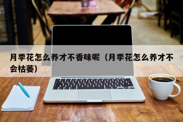 月季花怎么养才不香味呢（月季花怎么养才不会枯萎）