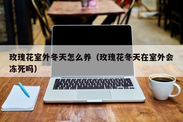 玫瑰花室外冬天怎么养（玫瑰花冬天在室外会冻死吗）