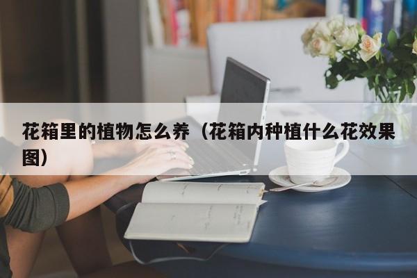 花箱里的植物怎么养（花箱内种植什么花效果图）