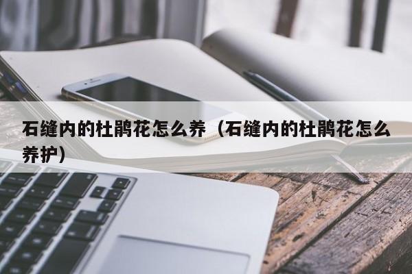 石缝内的杜鹃花怎么养（石缝内的杜鹃花怎么养护）