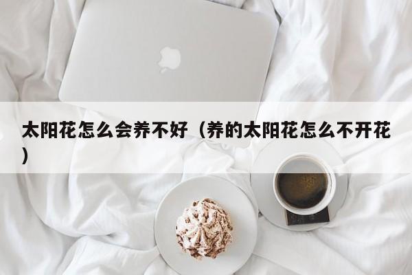太阳花怎么会养不好（养的太阳花怎么不开花）