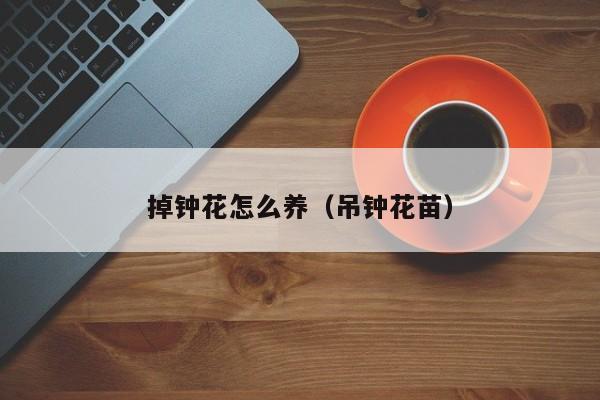 掉钟花怎么养（吊钟花苗）