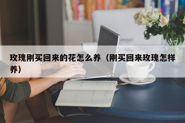 玫瑰刚买回来的花怎么养（刚买回来玫瑰怎样养）