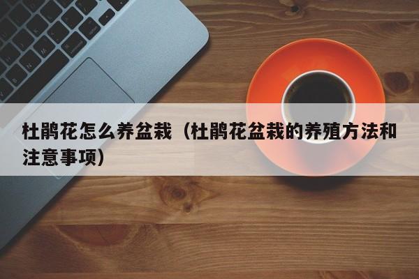 杜鹃花怎么养盆栽（杜鹃花盆栽的养殖方法和注意事项）