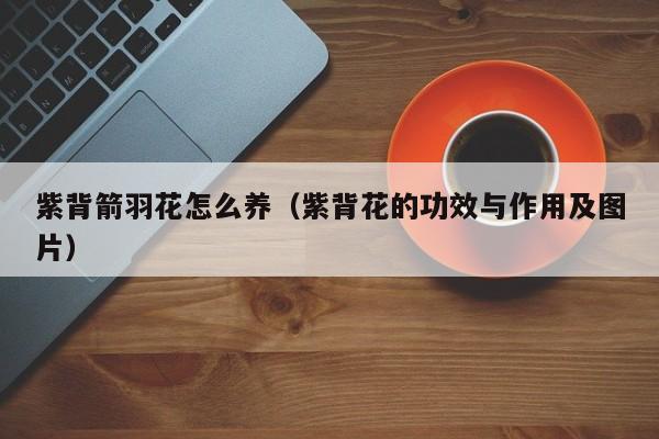 紫背箭羽花怎么养（紫背花的功效与作用及图片）