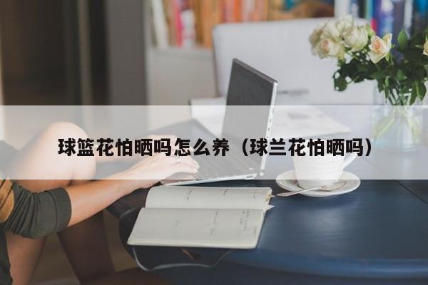 球篮花怕晒吗怎么养（球兰花怕晒吗）