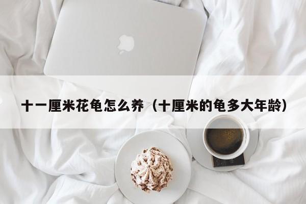 十一厘米花龟怎么养（十厘米的龟多大年龄）