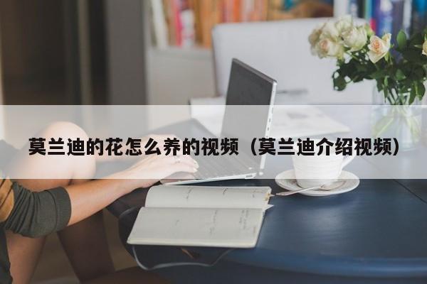 莫兰迪的花怎么养的视频（莫兰迪介绍视频）
