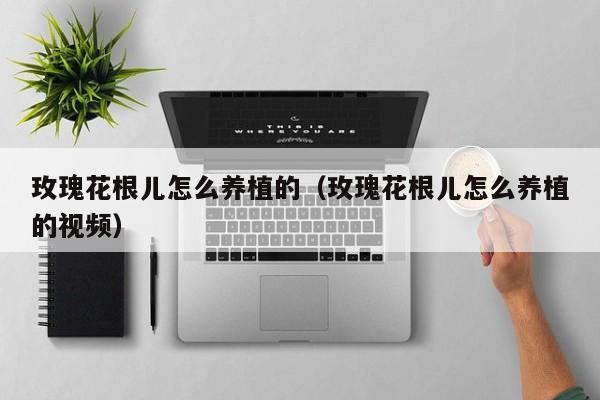 玫瑰花根儿怎么养植的（玫瑰花根儿怎么养植的视频）