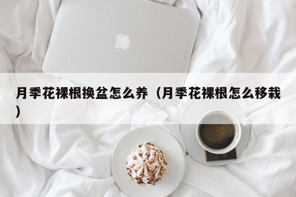 月季花裸根换盆怎么养（月季花裸根怎么移栽）