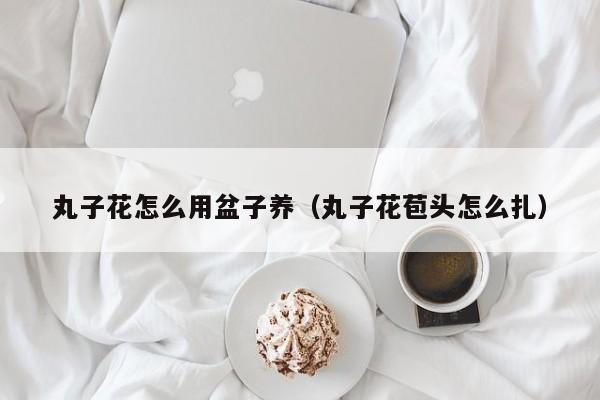 丸子花怎么用盆子养（丸子花苞头怎么扎）