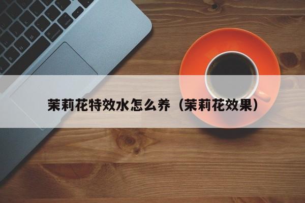茉莉花特效水怎么养（茉莉花效果）