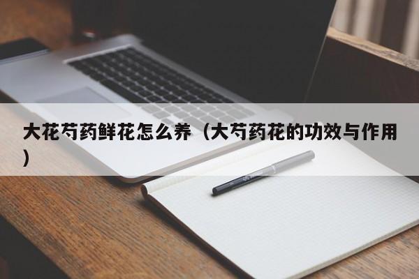 大花芍药鲜花怎么养（大芍药花的功效与作用）