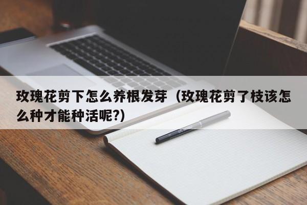 玫瑰花剪下怎么养根发芽（玫瑰花剪了枝该怎么种才能种活呢?）