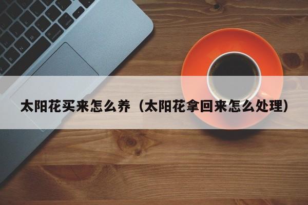 太阳花买来怎么养（太阳花拿回来怎么处理）