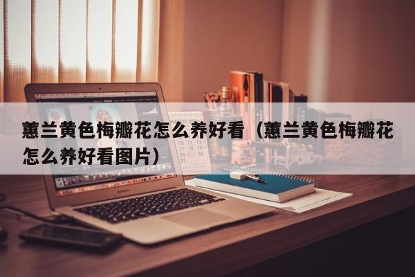 蕙兰黄色梅瓣花怎么养好看（蕙兰黄色梅瓣花怎么养好看图片）