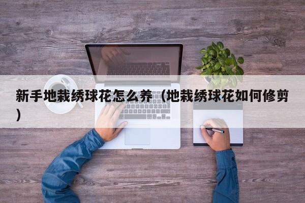 新手地栽绣球花怎么养（地栽绣球花如何修剪）