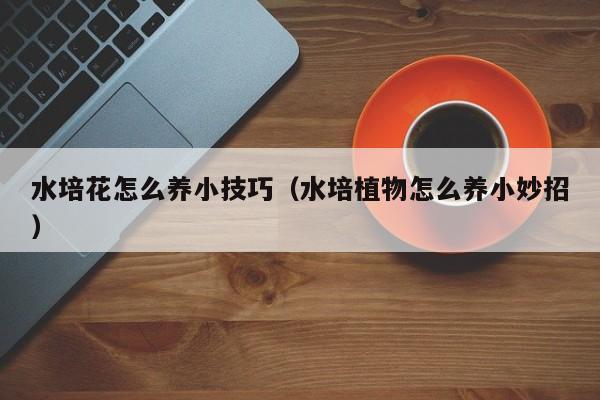 水培花怎么养小技巧（水培植物怎么养小妙招）