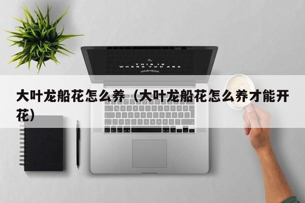 大叶龙船花怎么养（大叶龙船花怎么养才能开花）