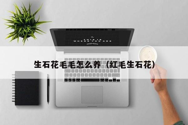 生石花毛毛怎么养（红毛生石花）