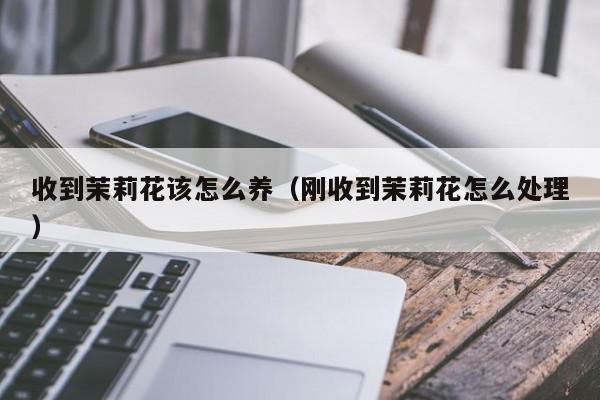 收到茉莉花该怎么养（刚收到茉莉花怎么处理）